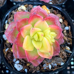 マジックジャムゴールド 韓国苗 多肉植物 多肉植物 プクニク 通販