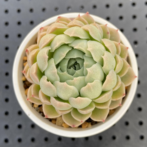 プミラ×ヒューミリス 多肉植物 多肉植物 kanomarihome 通販 13324588