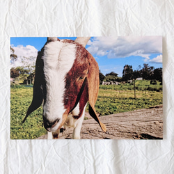 自然を感じるポストカード ヤギときどきアルパカ 2枚目の画像