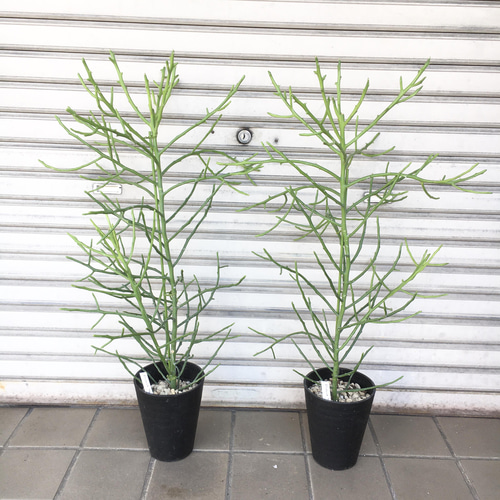 ユーフォルビア・フィヘレネンシス｜ナチュラルで個性的なシルエットが