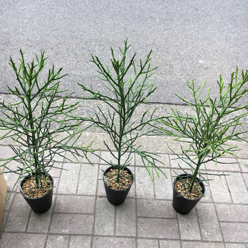 ユーフォルビア・フィヘレネンシス｜ナチュラルで個性的なシルエットが