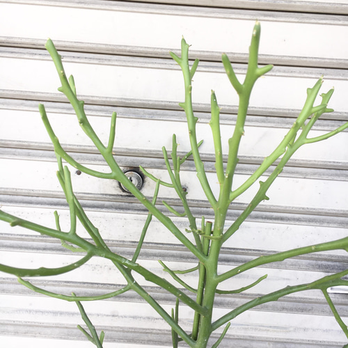 ユーフォルビア・フィヘレネンシス｜ナチュラルで個性的なシルエットが