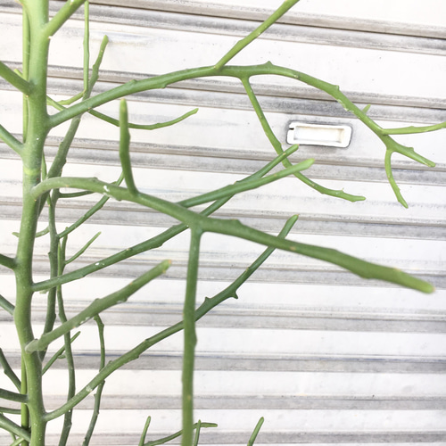 ユーフォルビア・フィヘレネンシス｜ナチュラルで個性的なシルエットが