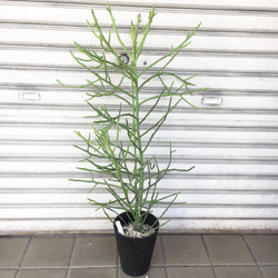 ユーフォルビア・フィヘレネンシス｜ナチュラルで個性的なシルエットが