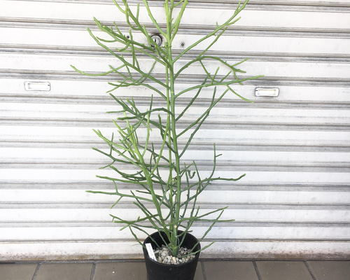 ユーフォルビア　フィヘレネンシス　鉢皿付き ユーフォルビア・フィヘレネンシス｜ナチュラルで個性的なシルエットが