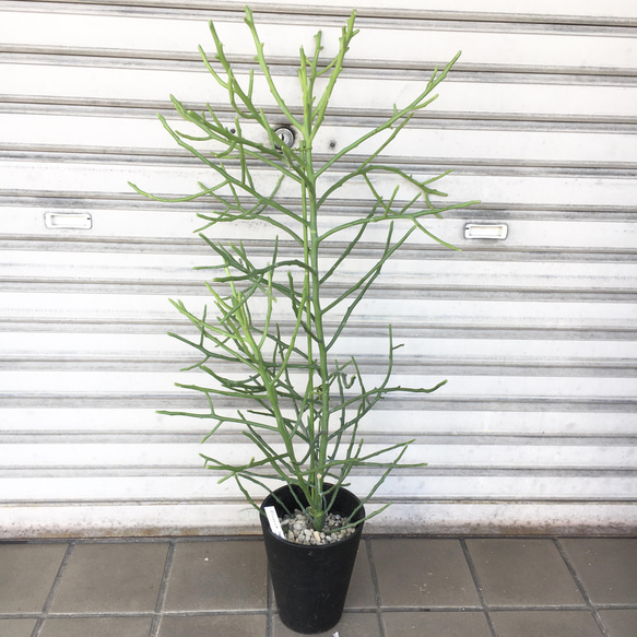 ユーフォルビア・フィヘレネンシス｜ナチュラルで個性的なシルエットが