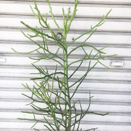 ユーフォルビア・フィヘレネンシス｜ナチュラルで個性的なシルエットが