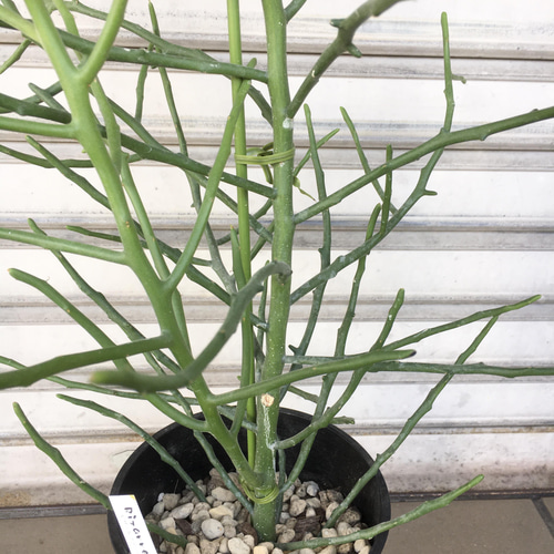 ユーフォルビア・フィヘレネンシス｜ナチュラルで個性的なシルエットが