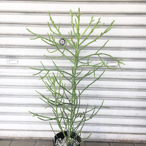 ユーフォルビア・フィヘレネンシス｜ナチュラルで個性的なシルエットが