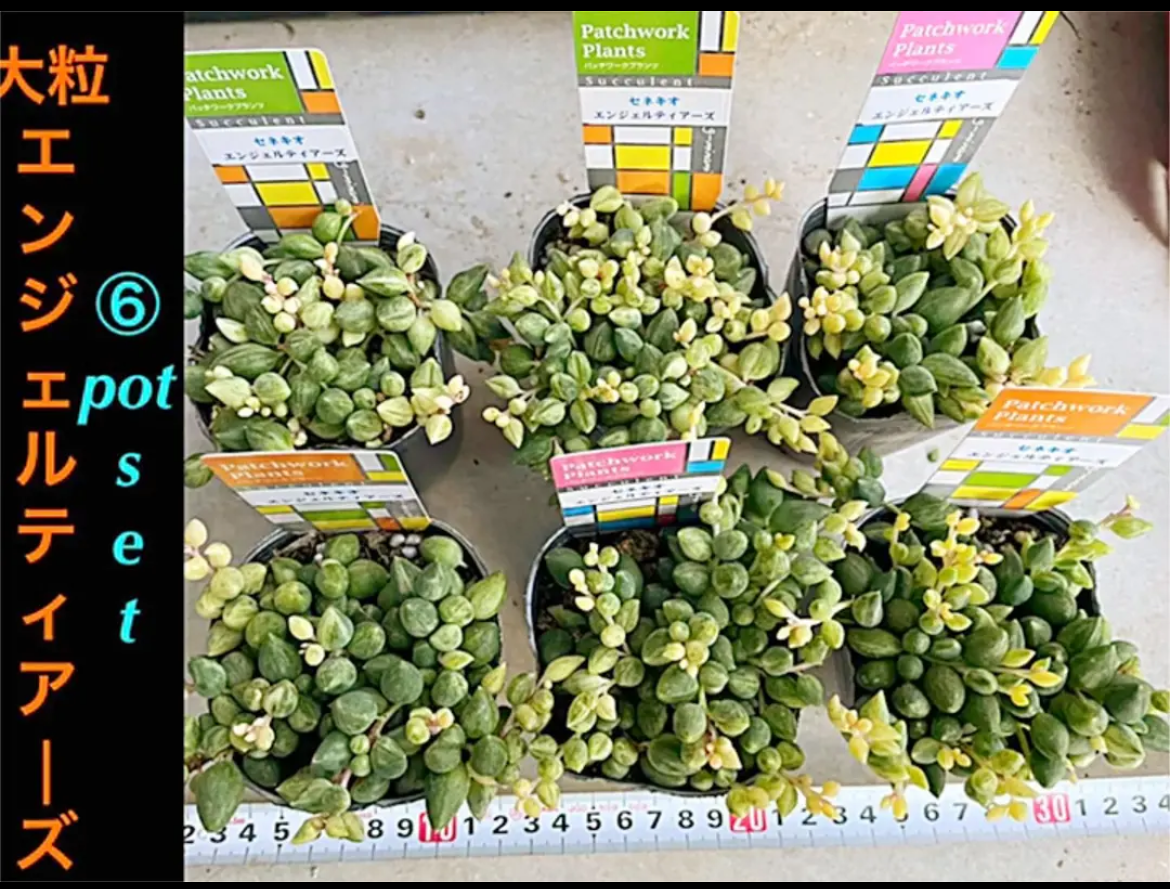 ♦︎大人気♦︎大粒エンジェルティアーズ お得な⑥pot SET❗️ ✳️おまとめご相談可能✳️