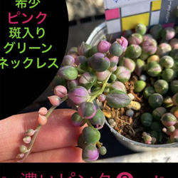 ✳️大人気✳️レア‼️ピンク×斑入りグリーンネックレス✳️カット☆③ 