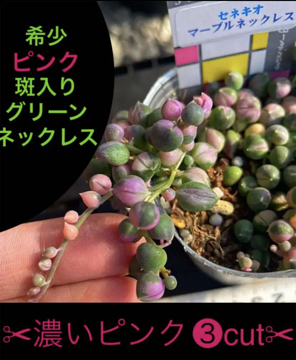 ✳️大人気✳️レア‼️ピンク×斑入りグリーンネックレス✳️カット☆③