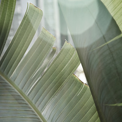 アートポスター トロピカルリーフ 自然光 ナチュラル シンプル 北欧風 リビング 玄関 寝室 おしゃれ 2枚セット 4枚目の画像