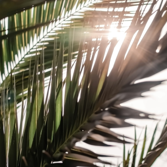 アートポスター トロピカルリーフ 自然光 ナチュラル シンプル 北欧風 リビング 玄関 寝室 おしゃれ 2枚セット 5枚目の画像