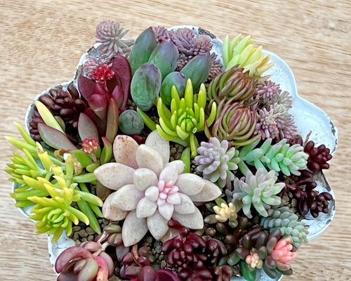 多肉植物カット苗　a 多肉植物＊レア品種入り＊気まぐれ寄せ植え＊カット苗 多肉植物 ＊N