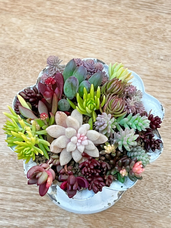 多肉植物＊レア品種入り＊気まぐれ寄せ植え＊カット苗 多肉植物 ＊N