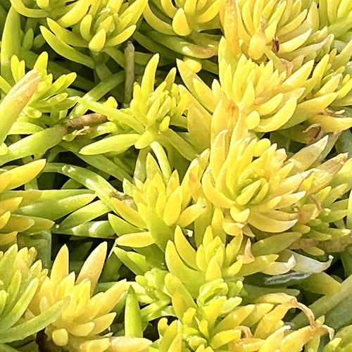 多肉植物　カット苗　気まぐれセット 多肉植物＊レア品種入り＊気まぐれ寄せ植え＊カット苗 多肉植物