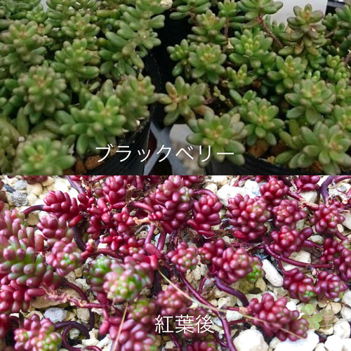 多肉植物　カット苗　気まぐれセット 多肉植物＊レア品種入り＊気まぐれ寄せ植え＊カット苗 多肉植物