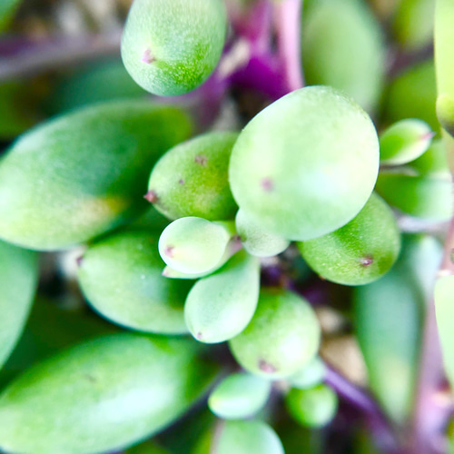 多肉植物＊レア品種入り＊気まぐれ寄せ植え＊カット苗 多肉植物 ＊N