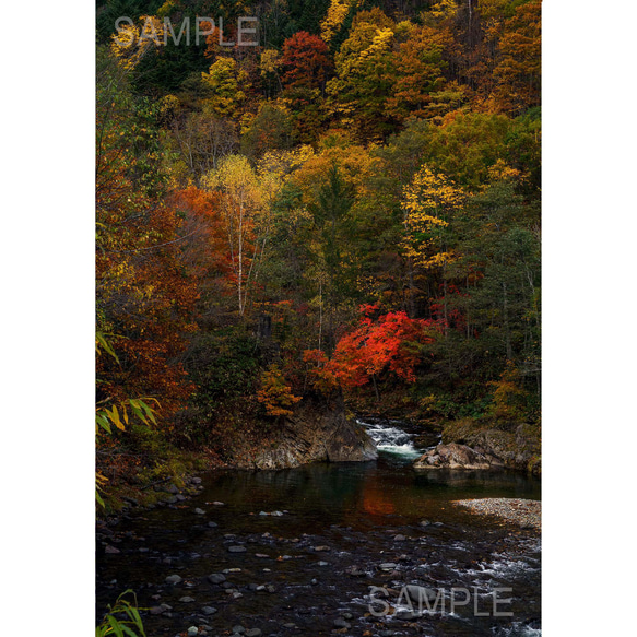 秋深まる山中の赤い紅葉・北海道風景写真 1枚目の画像