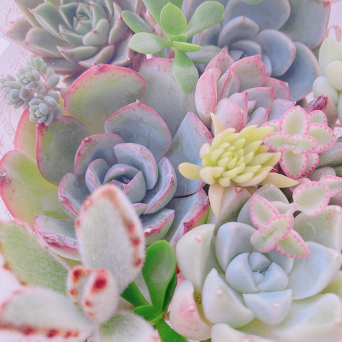 韓国小苗120個セット✨多肉植物　エケベリア　詰め合わせ　寄せ植えに!! NO.64 寄せ植えセット 多肉植物 小さめサイズ 100個 エケベリア 韓国苗