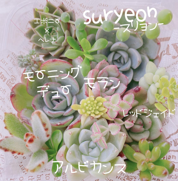 送料無料♡♡ 《84》多肉植物 エケベリア 韓国苗セット 寄せ植えにも