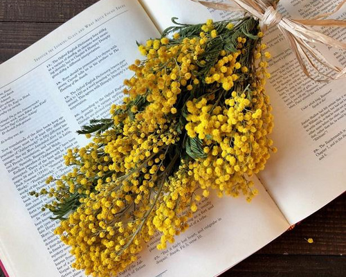 スワッグ(ミモザ) / スワッグ　花束　ドライフラワー　ミモザ 楽天市場】送料無料（一部地域のぞく）【flower gift】／人気のミモザ