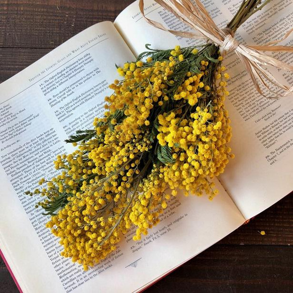 7.ミモザブーケスワッグ ミモザのスワッグ 大きな花が特徴の輸入ミモザ ミランドールのみで