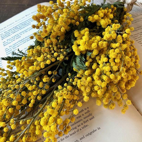 スワッグ(ミモザ) / スワッグ　花束　ドライフラワー　ミモザ ドライフラワー スワッグ ミモザ 花束 プレゼント プリザーブド