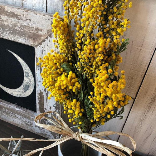 ミモザのスワッグ 大きな花が特徴の輸入ミモザ ミランドールのみで