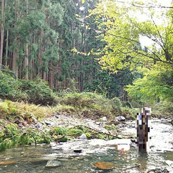 京都 鴨川の天然大粒砂金のピアス 9枚目の画像