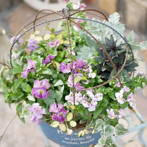 春薫る 寄せ植え ネメシア満開 ビオラ の ハンギング ブリキポット