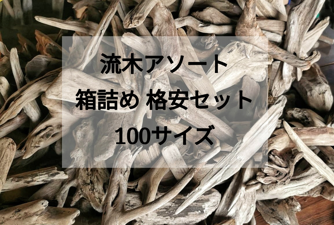 【送料無料】まがり屋流木 南信州産 天然流木 おまかせアソート 100サイズ 箱詰めセット【チランジア着床】