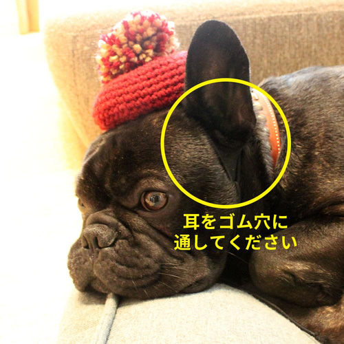 tone（トーン）の「【shop ann】犬用ベレー帽 ノーマル 耳だし