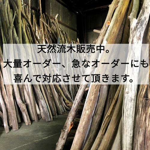 楽天市場】煮沸 流木の通販