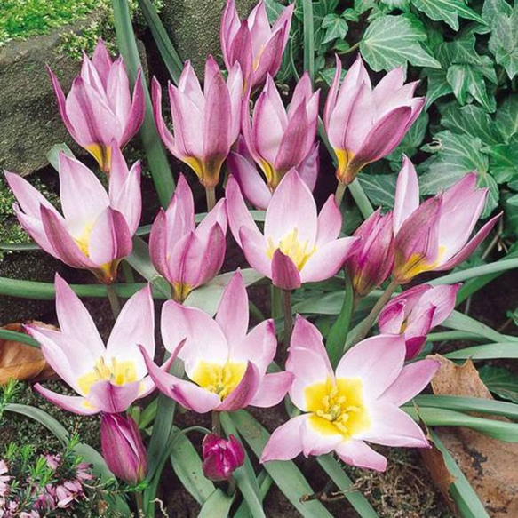 芽だし球根☆原種チューリップ ペルシアンパール☆オランダ産