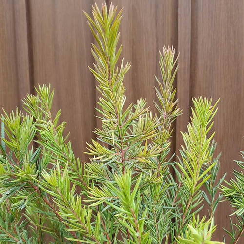 四季咲き♪グレビレア ジョンエバンス 大苗ポット ネイティブフラワー