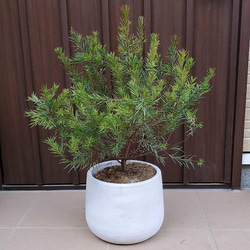 大苗　グレビレア　ラナマリー　ポット鉢植え　苗木　オージープランツ　レア品種 グレビレア ラナマリー ポット鉢植え 苗 レア品種 オージープランツ