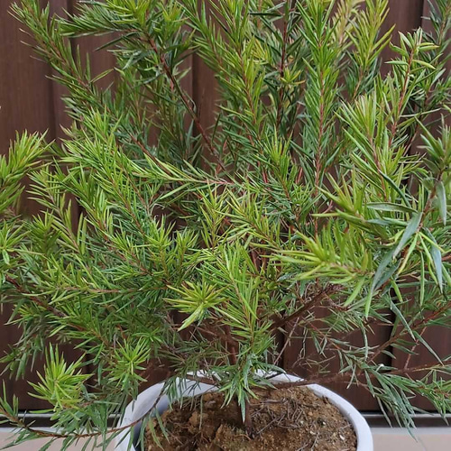 四季咲き♪グレビレア ジョンエバンス 大苗ポット ネイティブフラワー