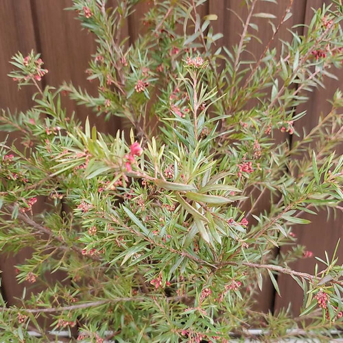 グレビレア レッドフックス 鉢植え5 苗 ネイティブフラワー