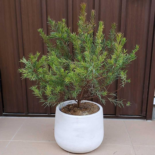 四季咲き♪グレビレア ジョンエバンス 大苗ポット ネイティブフラワー