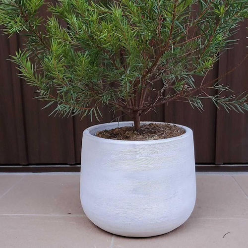 四季咲き♪グレビレア ジョンエバンス 大苗ポット ネイティブフラワー