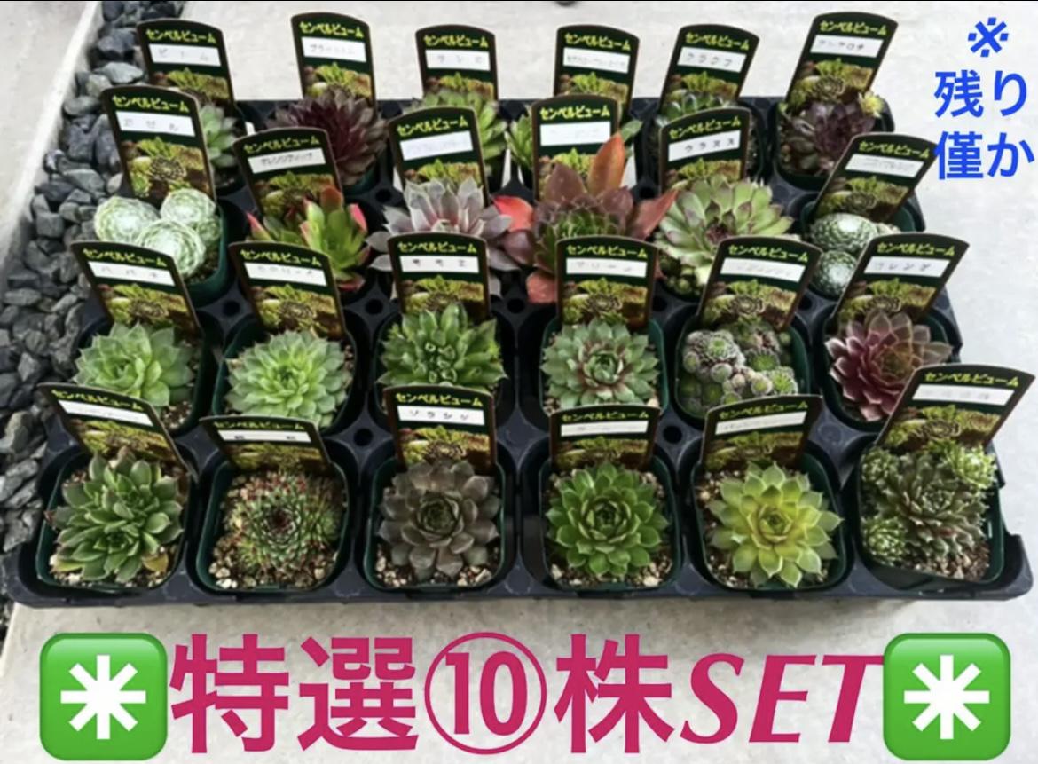 【センペルビウム名札付き❗️⑩種枚⑩更にオマケ付き‼️✳️】