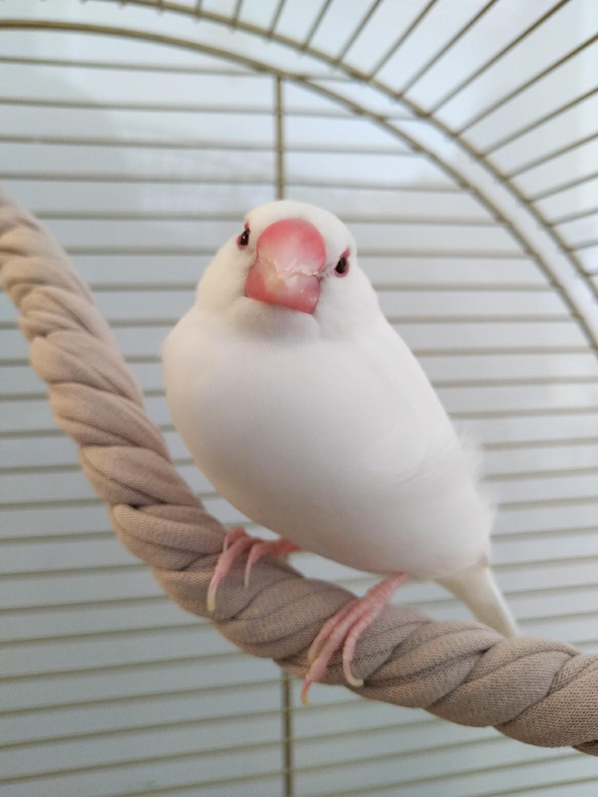 ハンドメイド　インコ用 ぐるぐるロープ　ロープパーチ オーダーページ Amazon | MUYYIKA インコ 鳥用 ロープパーチ 布製止まり木 大中