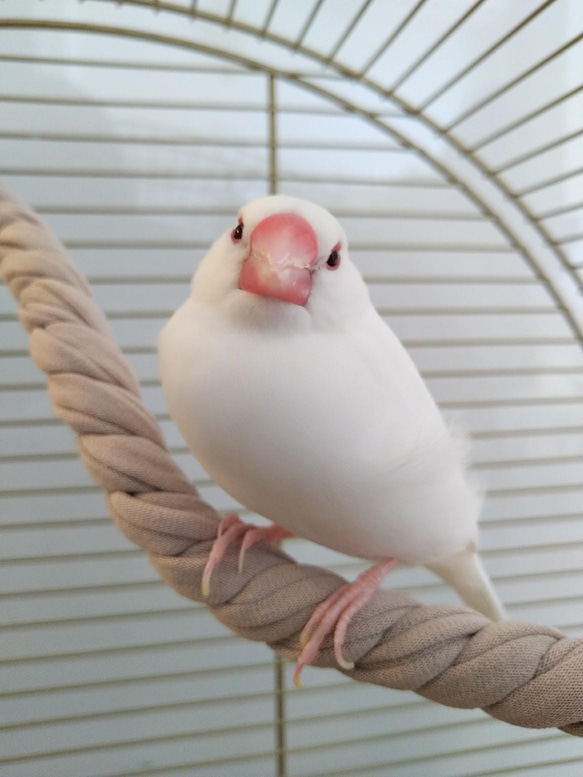 （オーダーページ）ハンドメイド インコさんのぐるぐるロープパーチ オーダーページ）ハンドメイド インコさんのぐるぐるロープパーチ