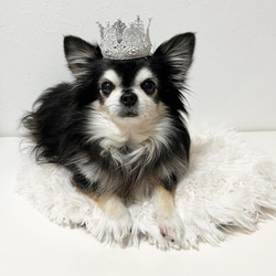 ペットの王冠 　プラチナカラーレースの王冠　お誕生日、うちの子記念日に！　ねこ様王冠　いぬ様王冠 1枚目の画像