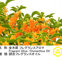 NOTO　金木犀キンモクセイアロマオイル業務用３０ml　Fragrant Olive Osmanthus　アロマギフト 2枚目の画像