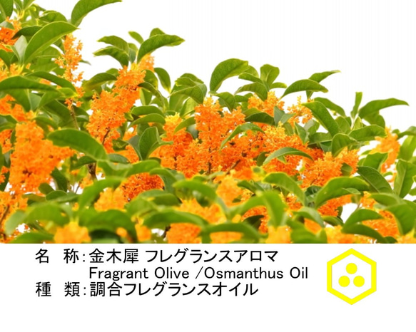 NOTO　金木犀キンモクセイアロマオイル業務用３０ml　Fragrant Olive Osmanthus　アロマギフト 2枚目の画像