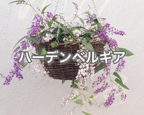 数量限定　大輪マム苗 かわいいお庭　アンティークなガーデン　レア　切り花に♡ B 数量限定 大輪マム苗 かわいいお庭 アンティークなガーデン