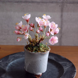 ◆粘土のお花◆　桜盆栽　S644 6枚目の画像